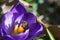 Springtime - a bee collecting pollen on a purple crocus