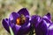 Springtime - a bee collecting pollen on a purple crocus