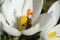 Springtime - a bee collecting pollen on a white crocus