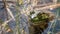 Springtime, big green bullfrog partially submerged in a pond waiting patiently for prey.