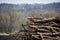 Springtime Bird Perched on Pile of Logs