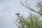 Springtime birds   in Danube Delta