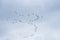 Springtime birds on the sky  in Danube Delta