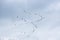 Springtime birds on the sky  in Danube Delta