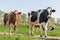 Springtime with black and brown cows grazing in Dutch pasture