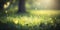 Springtime Bliss: Nature\\\'s Bokeh Art on a Lush Lawn. Perfect for Invitations and Posters.