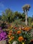 Springtime bloom in California at Taft Botanical Gardens, Ojai C