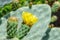 Springtime bloom on a prickly green cactus