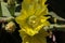 Springtime bloom on a prickly pear cactus