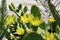 Springtime bloom on a prickly pear cactus