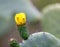 Springtime bloom on a prickly pear cactus