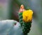 Springtime bloom on a prickly pear cactus
