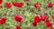 Springtime bloom of red anemones in green meadows in southern Israel. Red poppy flowers swaying in the wind.