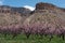 Springtime Blooming Peach orchard under sandstone buttes