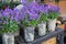 Springtime blooming potted Campanula muralis flowers or violet bellflowers on a shelf in a flower shop.