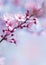 Springtime blooming tree background