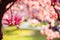 Springtime: Blooming tree with pink magnolia blossoms, beauty