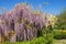 Springtime. Blooming wisteria in the Mediterranean garden