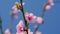 Springtime Blossom Flowers Background. Hello Spring. Pink Flowers On A Sunny Day.
