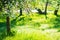 Springtime. Blossom tree in green garden in sunlight