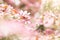 Springtime blossoming pink branch blooming background