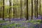 Springtime blue beech forest (2)