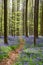 Springtime blue beech forest (5)