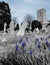 Springtime blue flowers seen growing by some old gravestones.