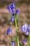 Springtime bluebell forest