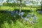 Springtime bluebells in the British countryside.