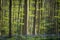 Springtime and bluebells at Hallerbos woods