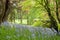 Springtime bluebells in the woodlands of England.