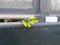 Springtime, bouquet of daffodils being placed in a mailbox of a door in Amsterdam