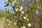 Springtime. Branch of cherry tree with beautiful white flowers.