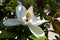 Springtime. Branch of magnolia tree  Magnolia grandiflora  with white flower