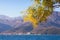 Springtime . Branch of yellow flowers of Acacia dealbata mimosa against beautiful Mediterranean landcsape on sunny spring day