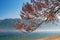 Springtime. Branches of a blossoming tree of Paulownia tomentosa on the shore of the Bay of Kotor. Montenegro