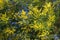 Springtime . Bright yellow flowers of Acacia dealbata mimosa tree