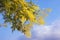 Springtime . Bright yellow flowers of Acacia dealbata tree against blue sky
