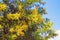 Springtime. Bright yellow flowers of Acacia dealbata tree against blue sky