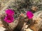 Springtime Cactus Blossoms, Red Rock Conservation Area, Nevada