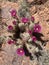 Springtime Cactus Blossoms, Red Rock Conservation Area, Nevada