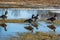 Springtime, Canadian goose sunny day