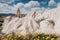 Springtime in Cappadocia, Turkey. Fairy Chimney Rock Formations with flowers