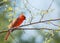 Springtime Cardinal