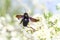 Springtime, Carpenter bee pollinate bloomed flowers