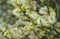 Springtime catkins on willow tree