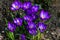 Springtime close-up of violet crocuses Ruby Giant on natural green background