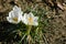 Springtime close-up of white crocuses Ard Schenk on natural brown background.