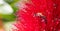 Springtime. Closeup of honey bee pollinating bright red flower, callistemon.